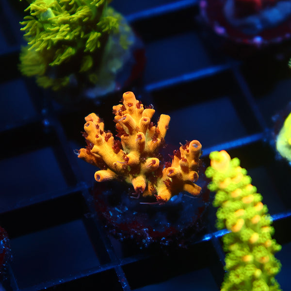 OG Tyree Pink Lemonade