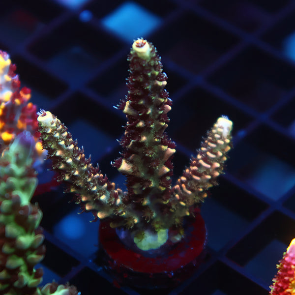 POTO Hawaiian Pineapple Millie