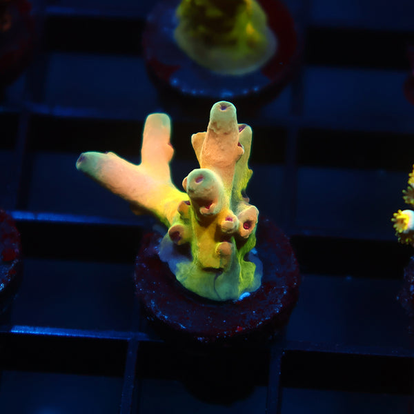 TCK Rainbow Jawbreaker