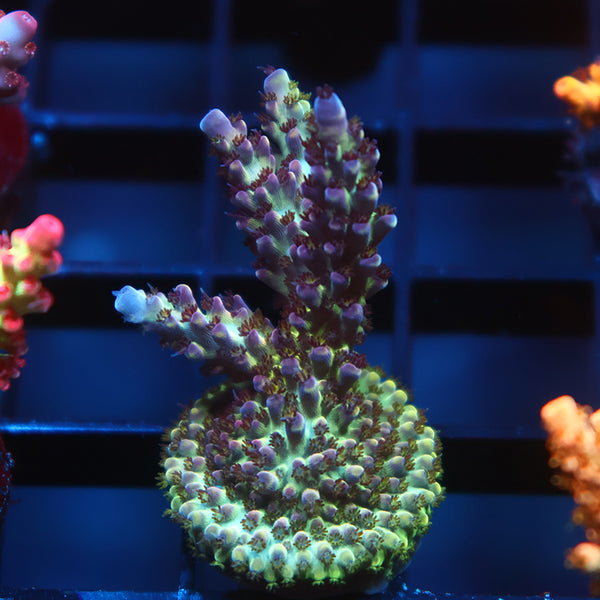 TCK Blueberry Nasuta