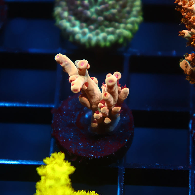 BK Chem Creme de la Creme