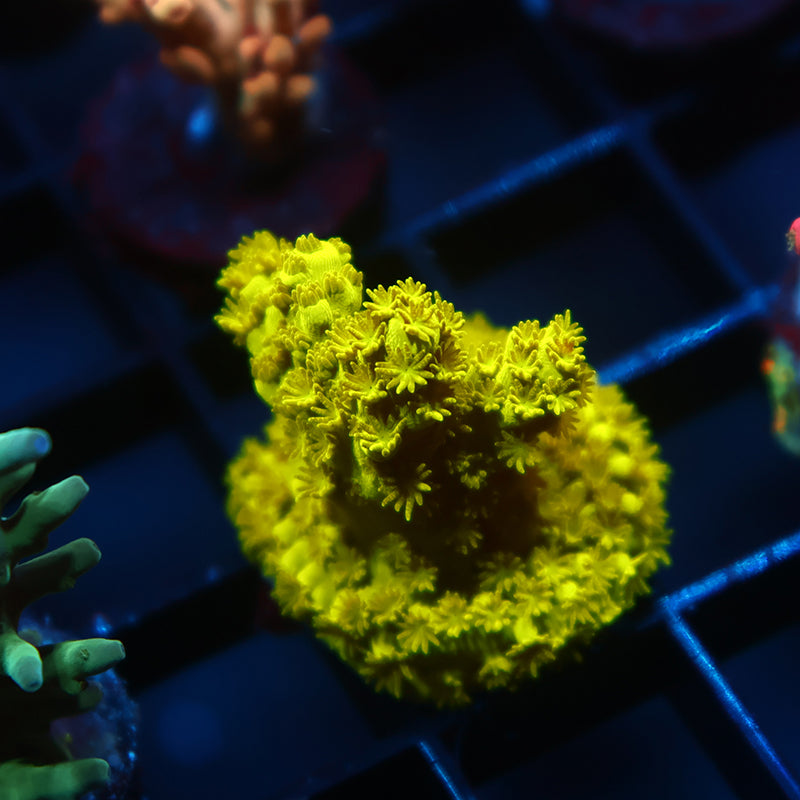 Bennett's Yellow Tort