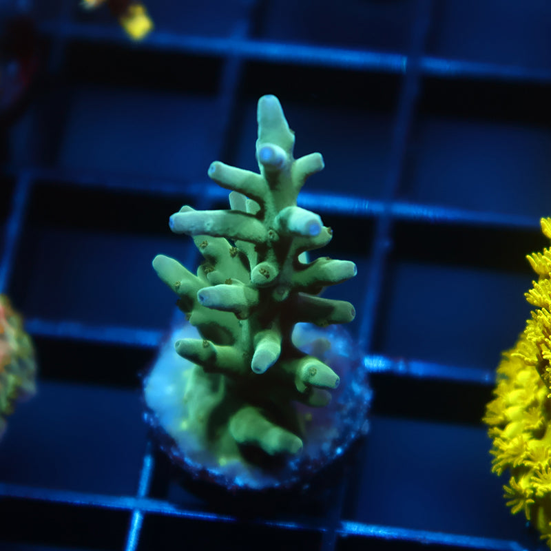 ORA Hawkins Echinata