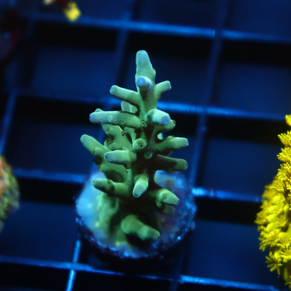 ORA Hawkins Echinata