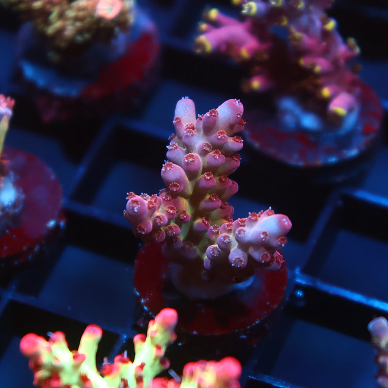 TCK Cherry Blossom Rosaria