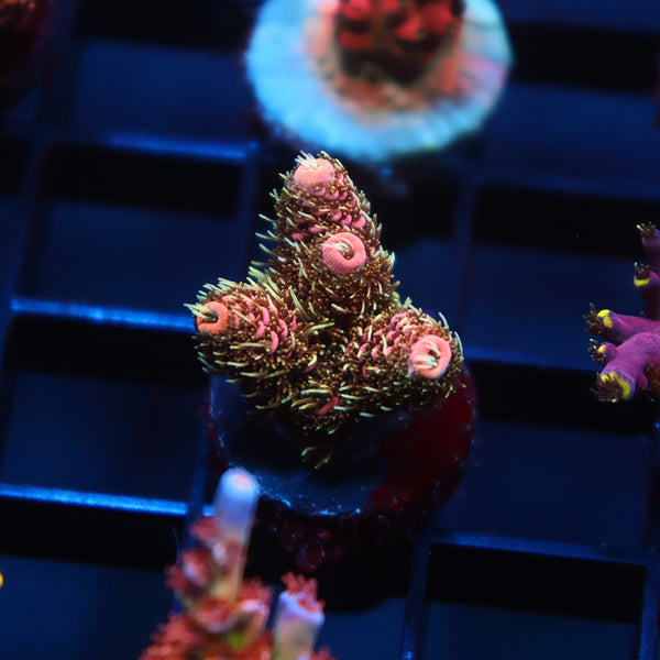 TCK Fuzzinator Milli