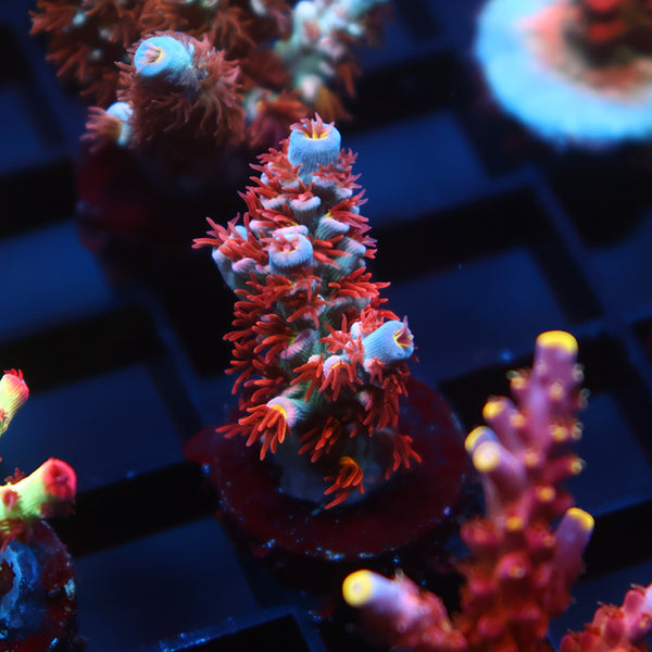 TCK Gamechanger Tenuis