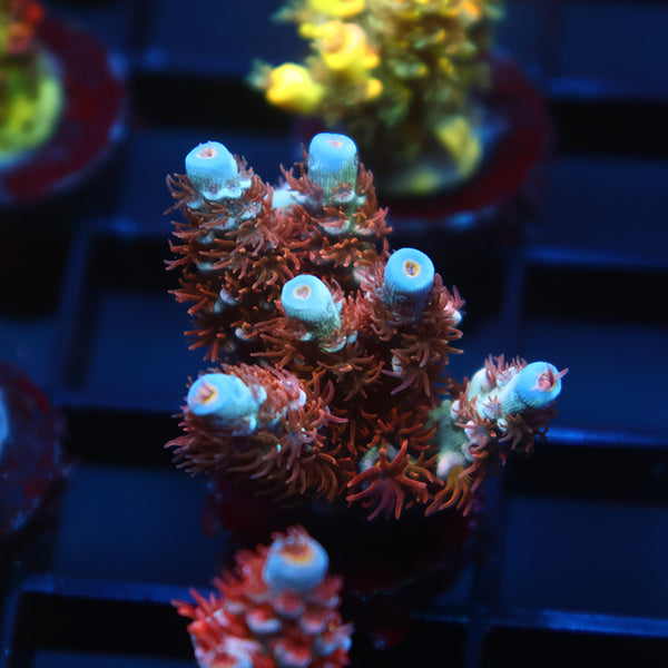 TCK Forgot Name Tenuis