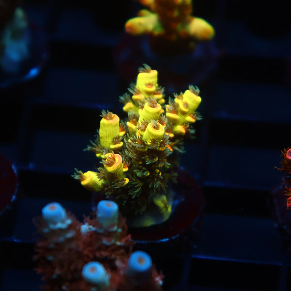 TCK Solar Beam Tenuis