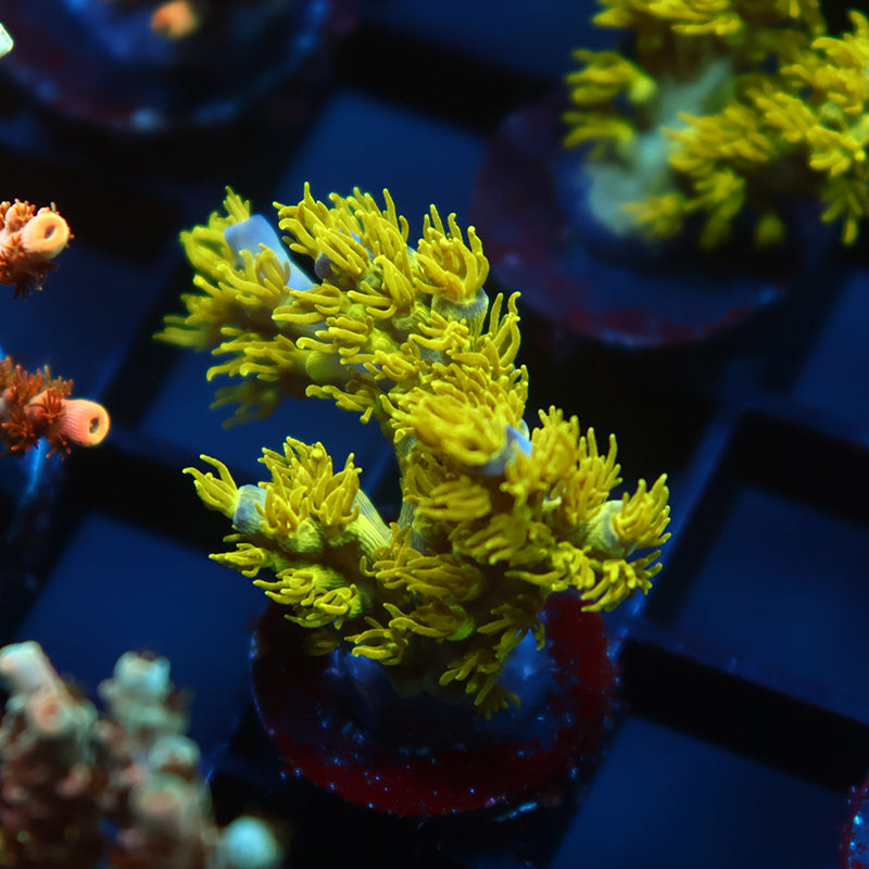 RRC Marvin the Martian