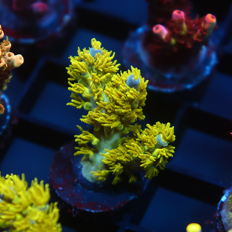 RRC Marvin the Martian