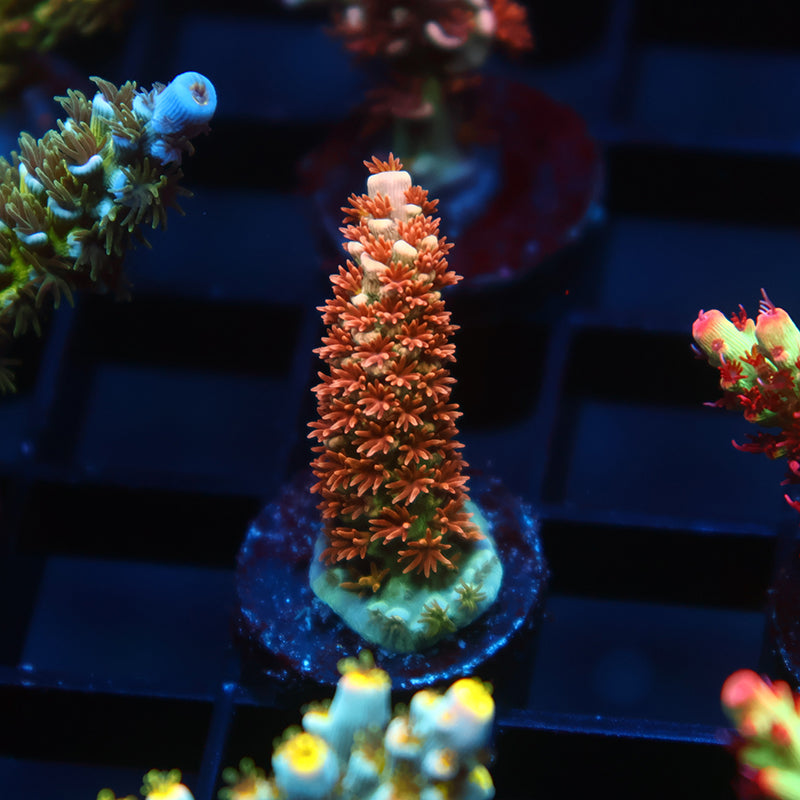 TCK Laser Blaster Tenuis