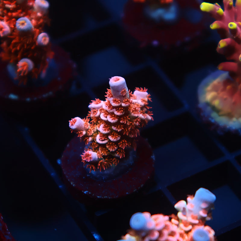 TCK Rainbow Insano Tenuis