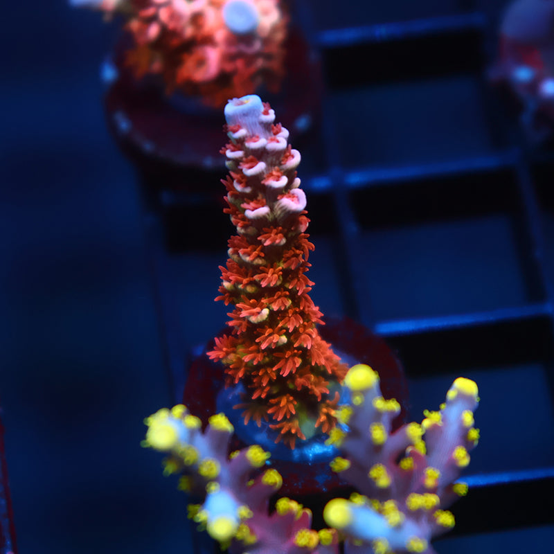 TCK Fiery Fluffball Tenuis