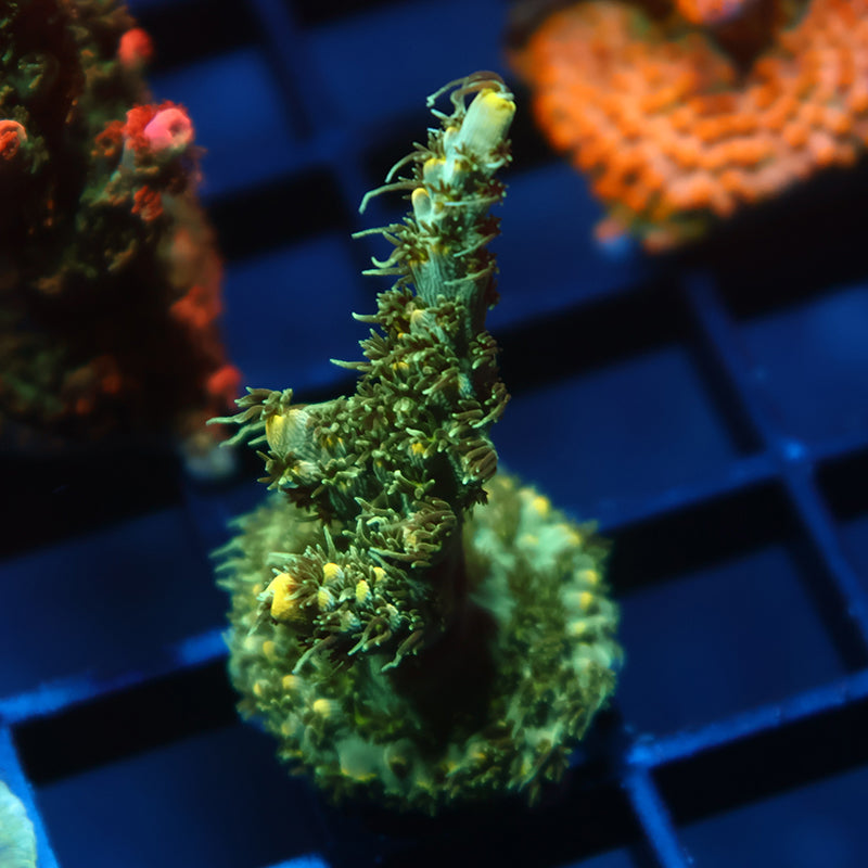 TCK Biohazard Acro
