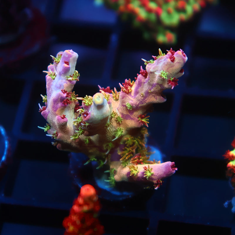 TCK Grafted Kaleidoscope