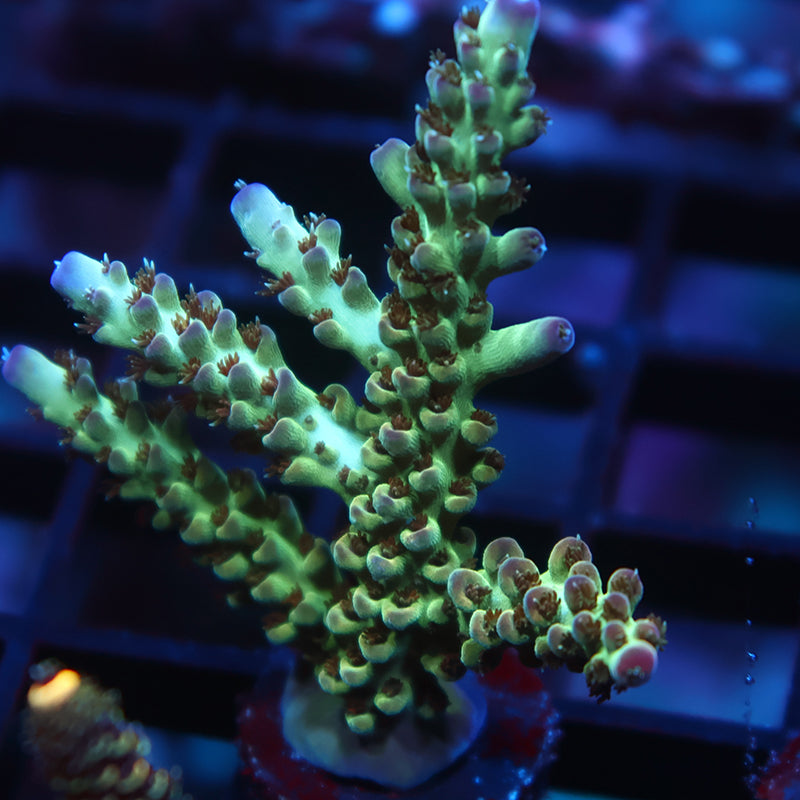 Large TCK Purple Tips