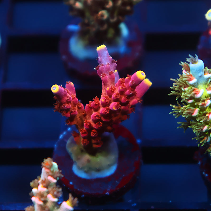 Arcoiris Acropora