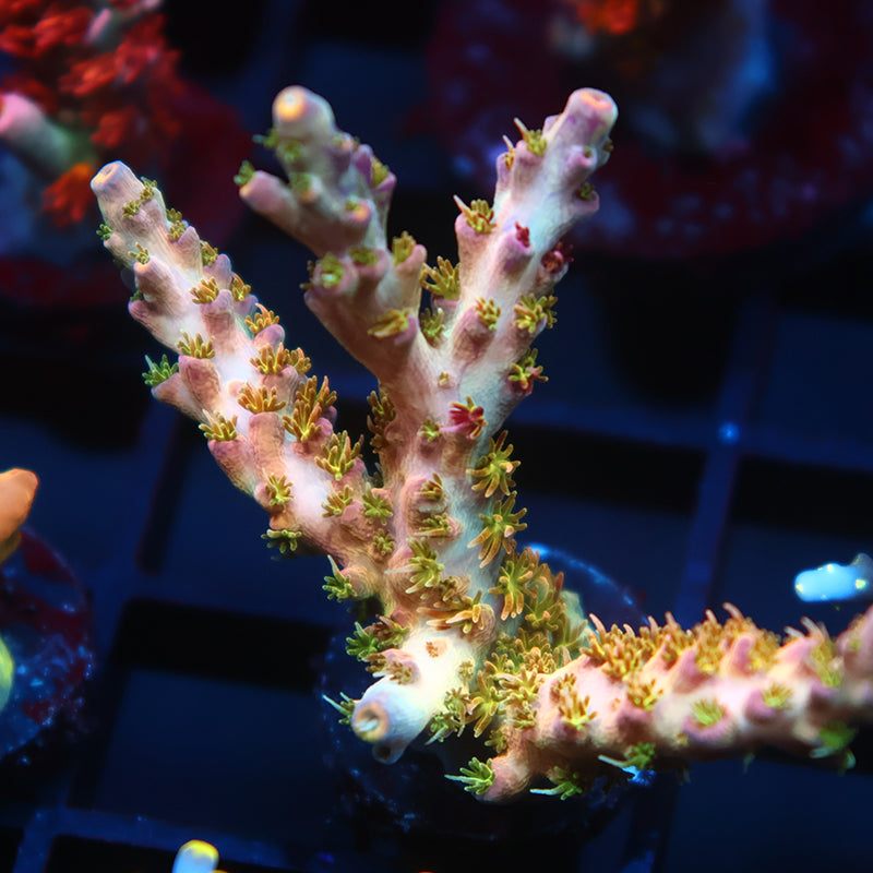 TCK Grafted Kaleidoscope