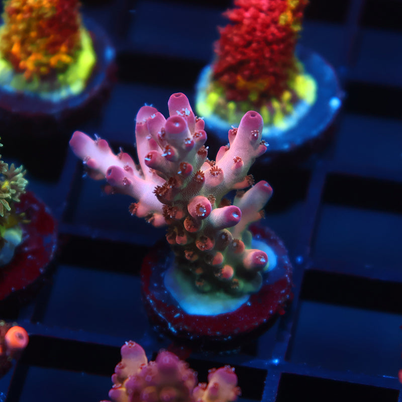 TCK Pink Granulosa