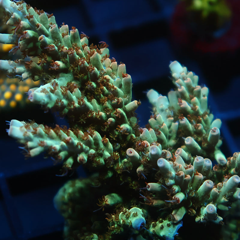 Large TCK Pink Polyp Shortcake