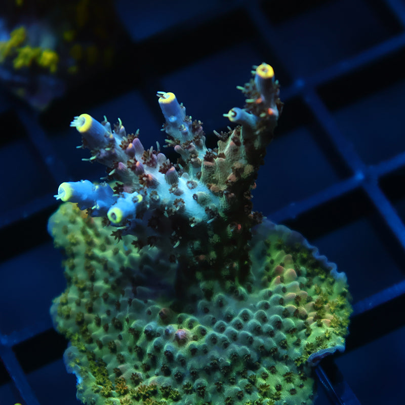 Large TCK Subzero Acro