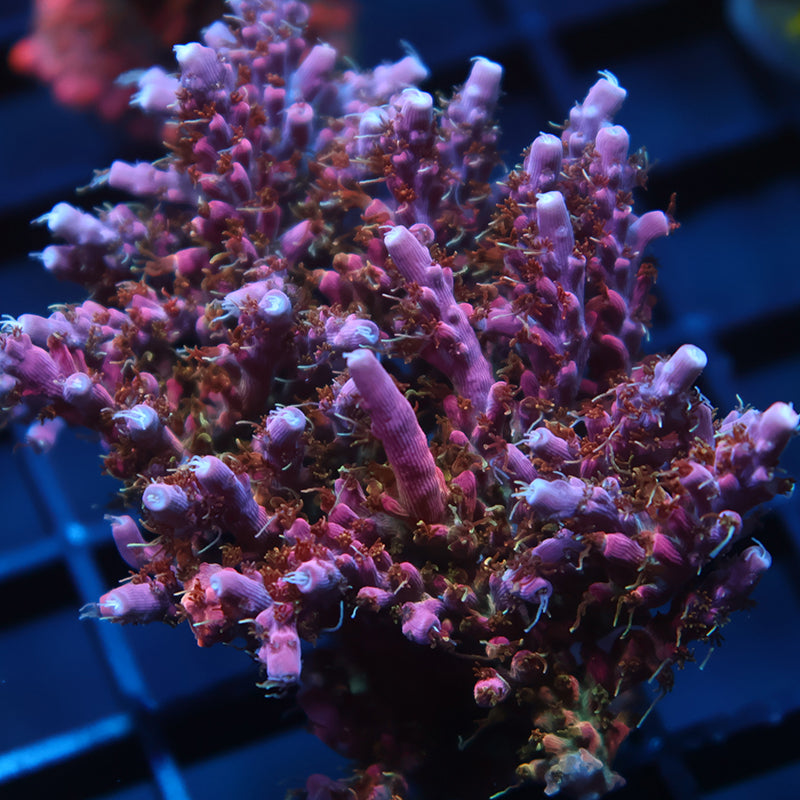 XL TCK Pink Bear