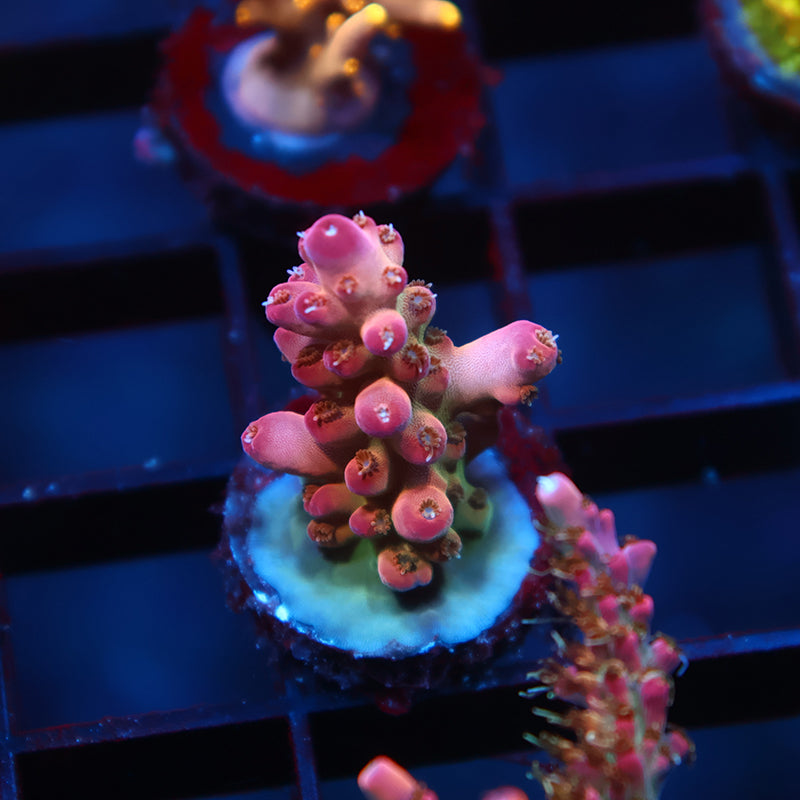 TCK Pink Granulosa