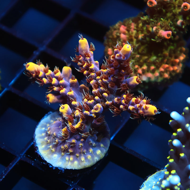 ARC Goldfinger