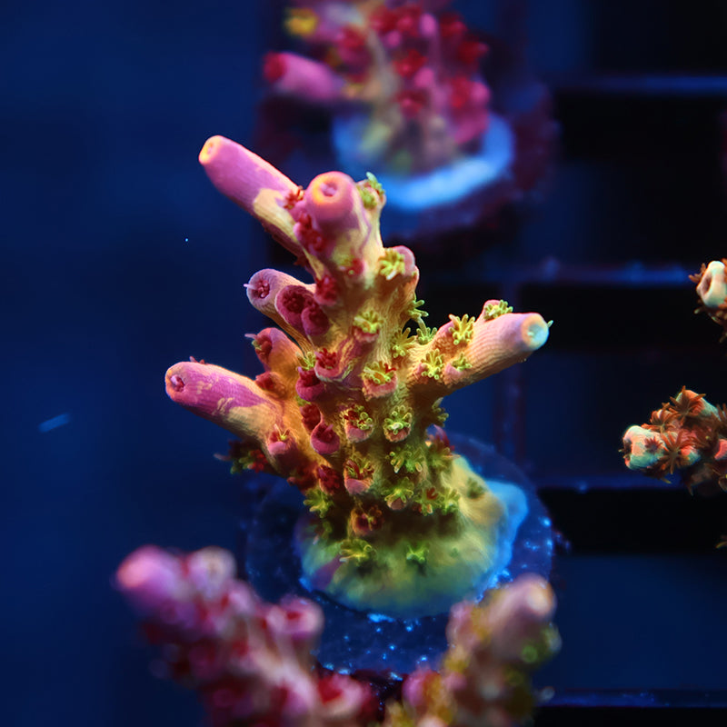 TCK Grafted Kaleidoscope