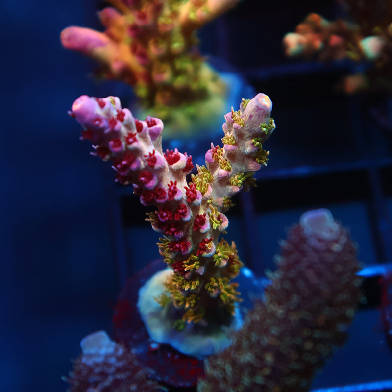 TCK Grafted Kaleidoscope