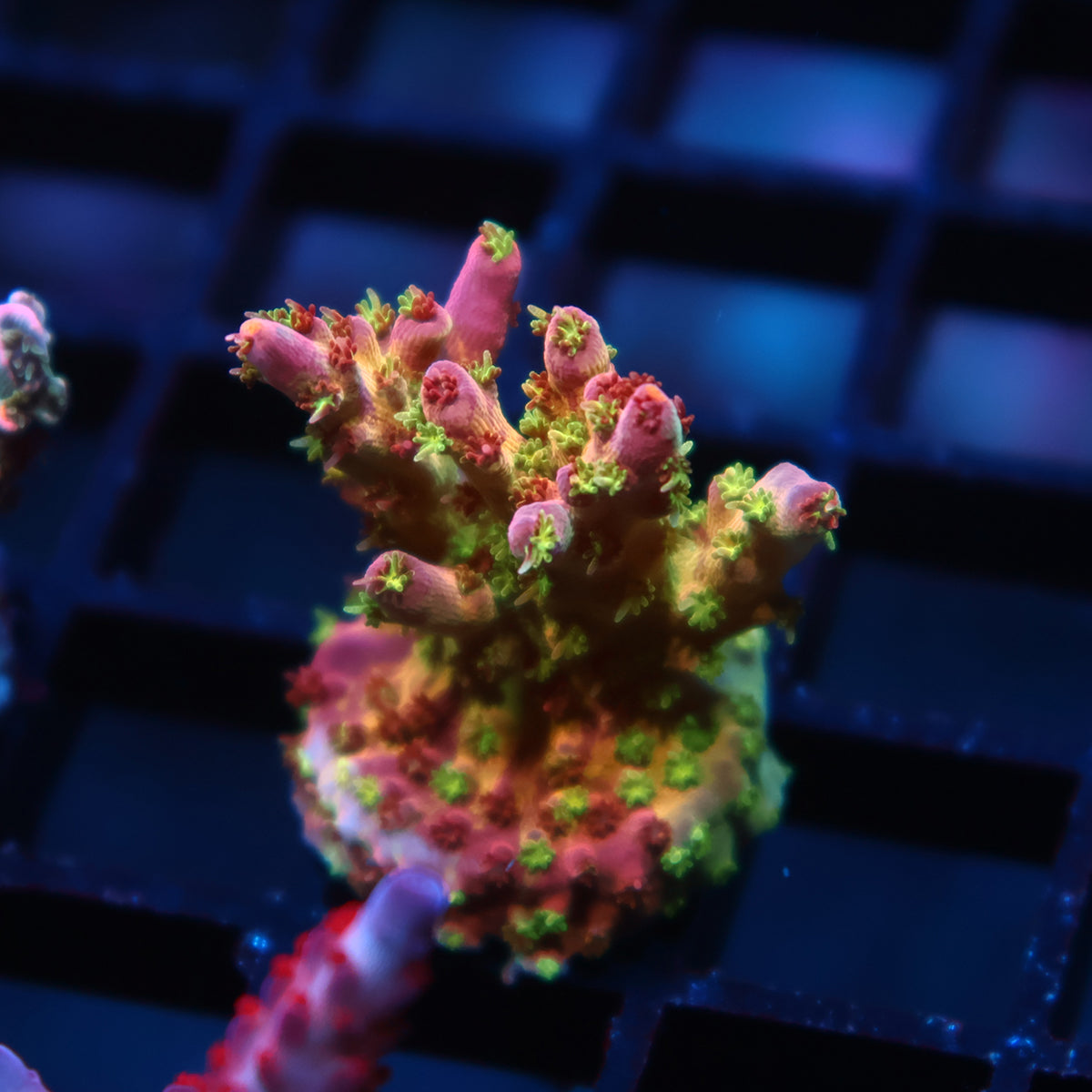 Insane TCK Grafted Kaleidoscope