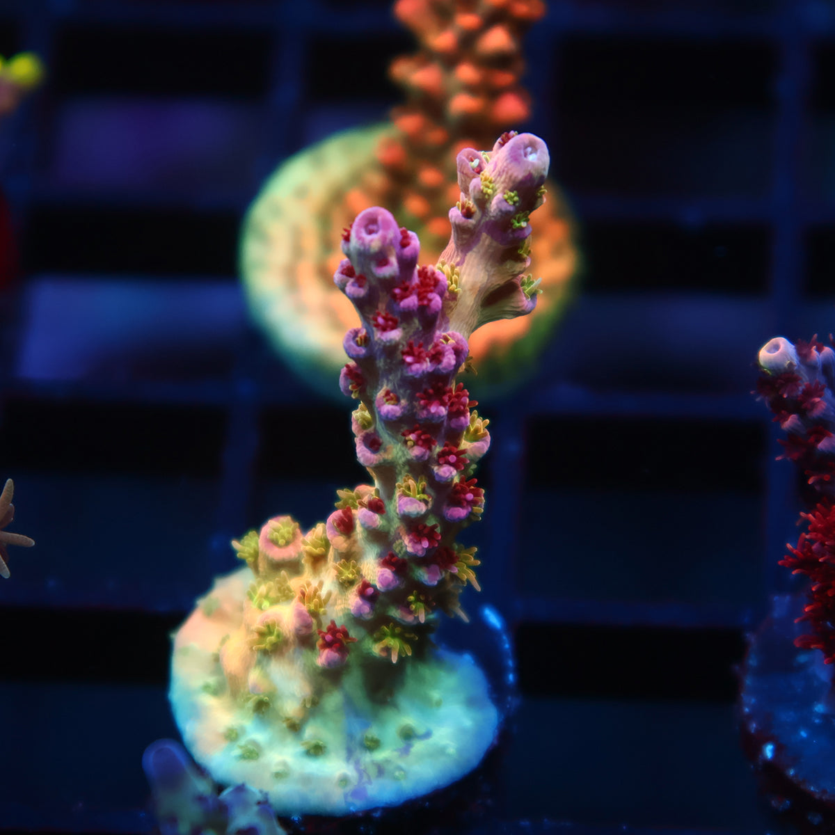 TCK Grafted Kaleidoscope