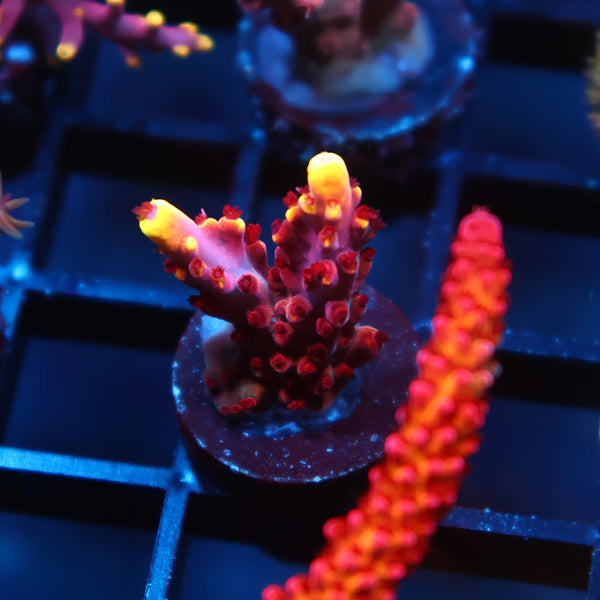JF Fox Flame
