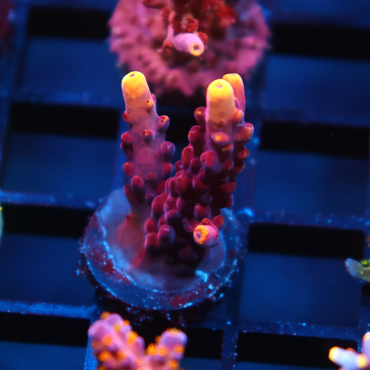 JF Fox Flame