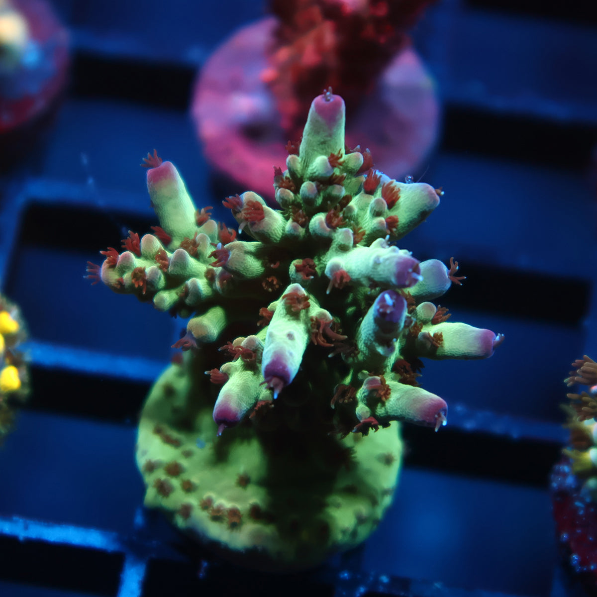TCK Purple Tips Acro
