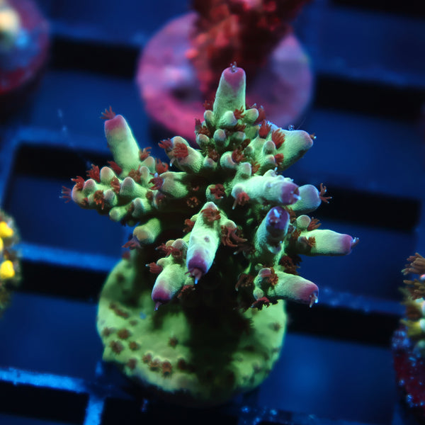 TCK Purple Tips Acro