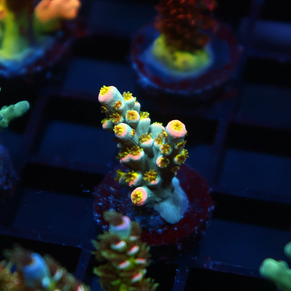 TCK Rainbow Unicorn Speciosa