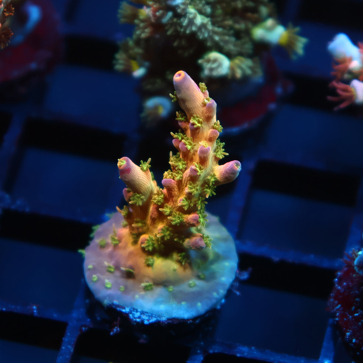 TCK Grafted Kaleidoscope