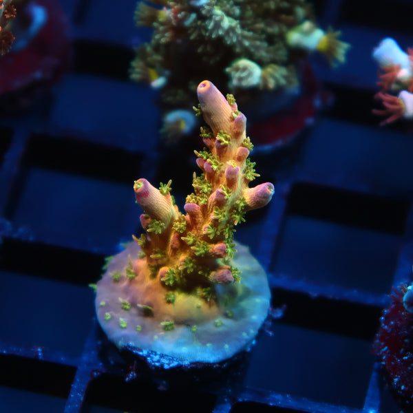TCK Grafted Kaleidoscope