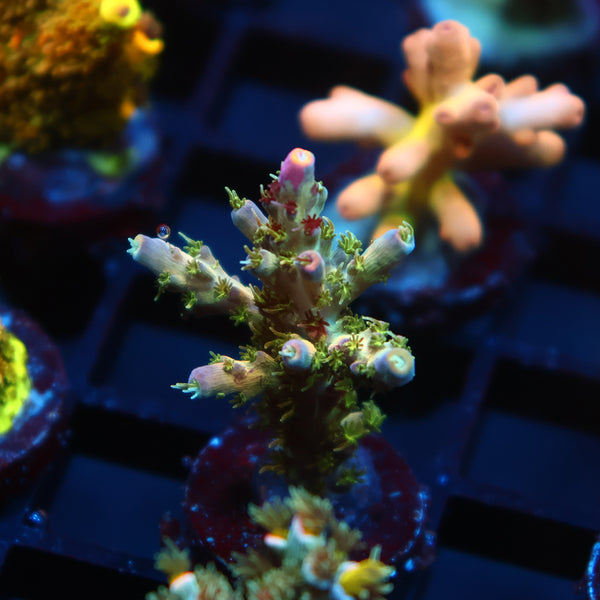 TCK Grafted Kaleidoscope