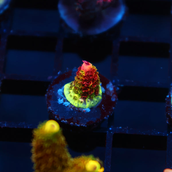Tiny RRC Rainbow Splice