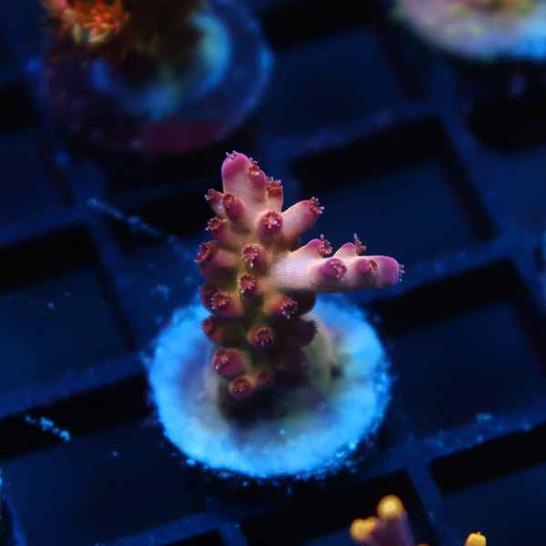 TCK Fireberry Rosaria