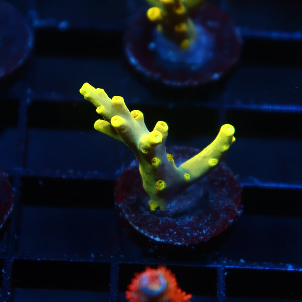 WWC Groguz