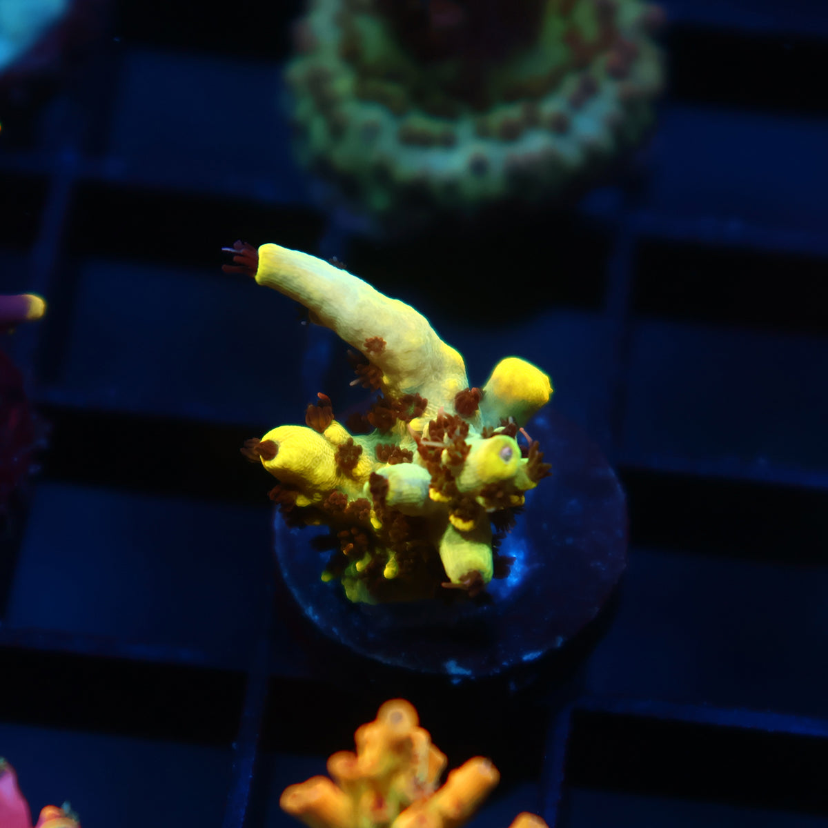 TCK Pikachu