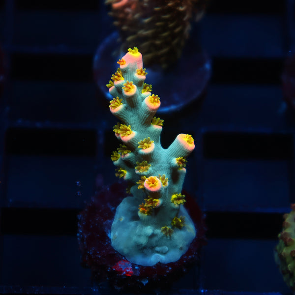 TCK Rainbow Unicorn Speciosa