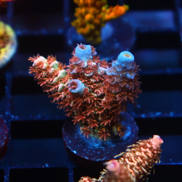 TCK Rainbow Monster Tenuis