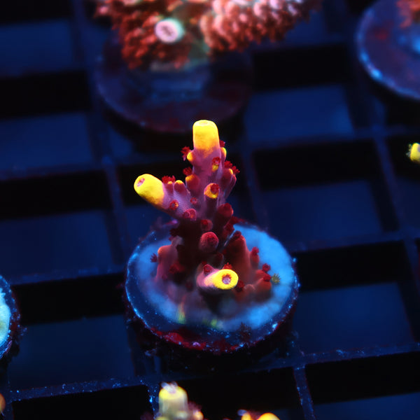 JF Fox Flame