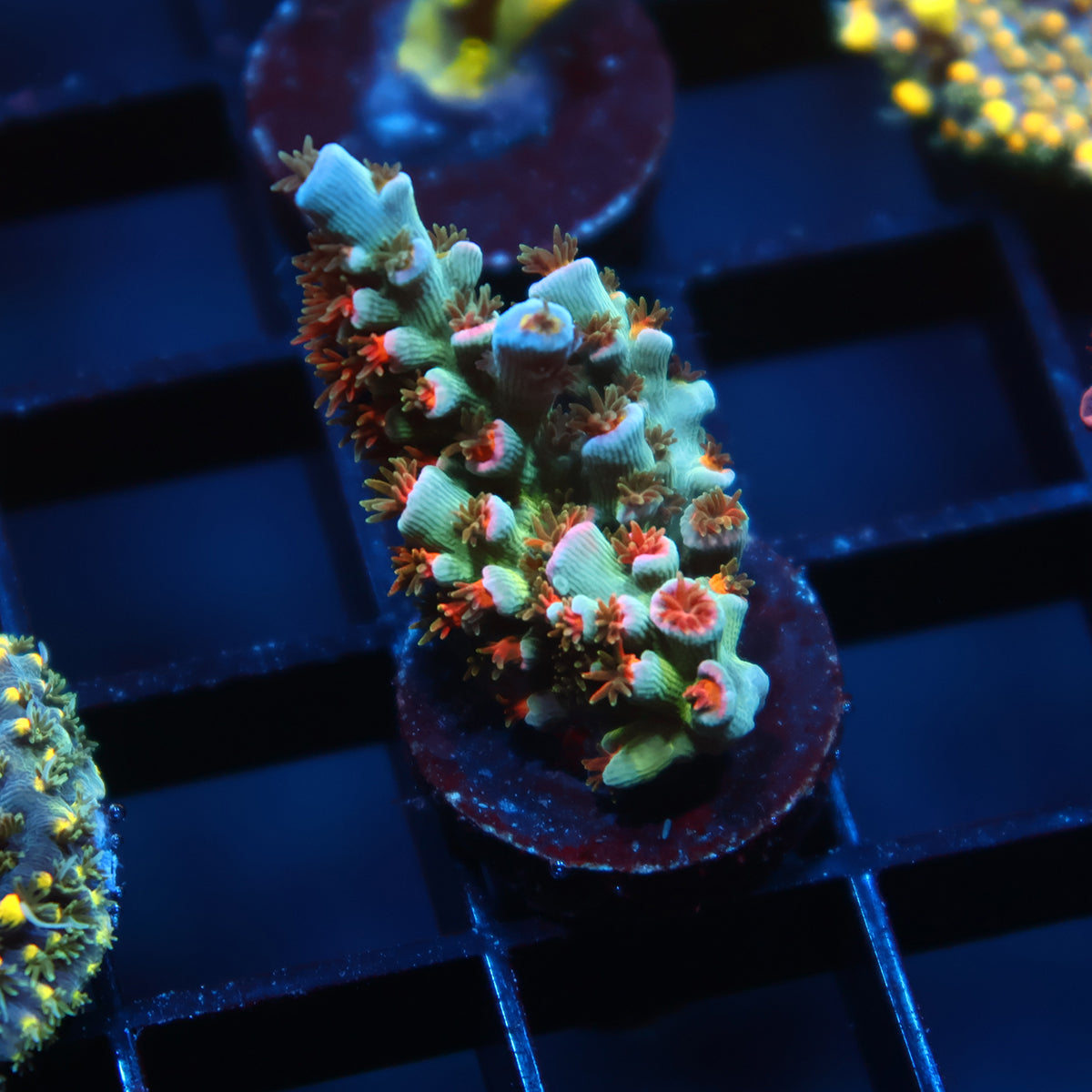 TCK Fire Polyps Tenuis