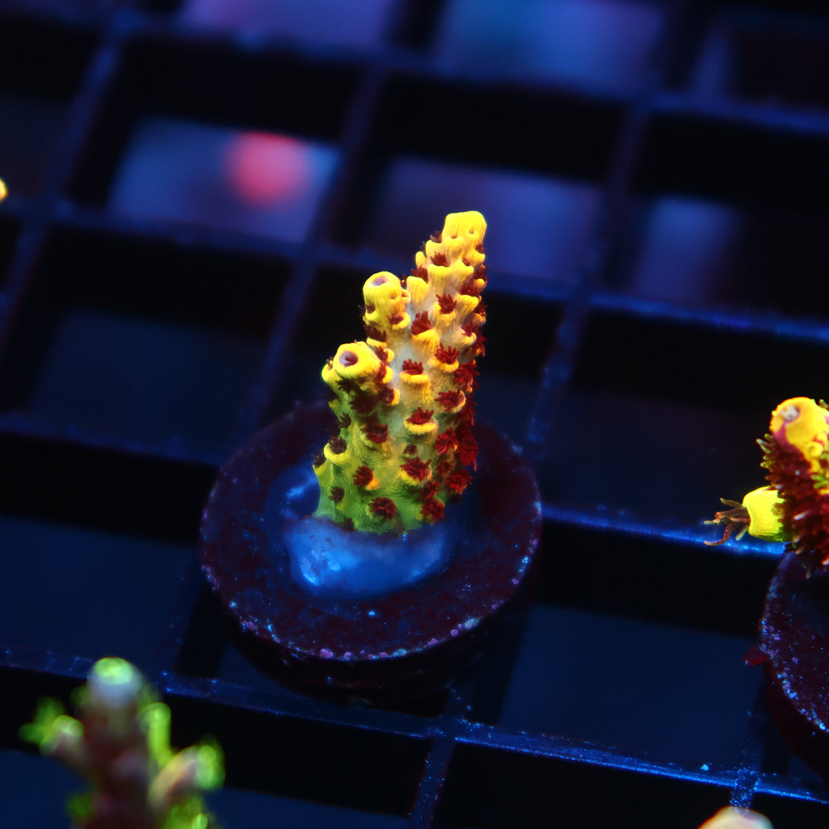 WWC Super Red Polyp Clathrata